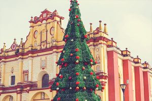 facts-about-christmas-trees